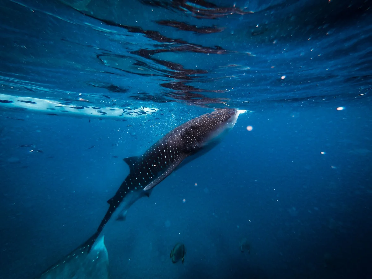 Oslob Whale Shark Watching feature