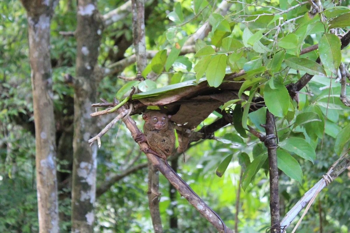 Philippine Tarsier Sanctuary feature