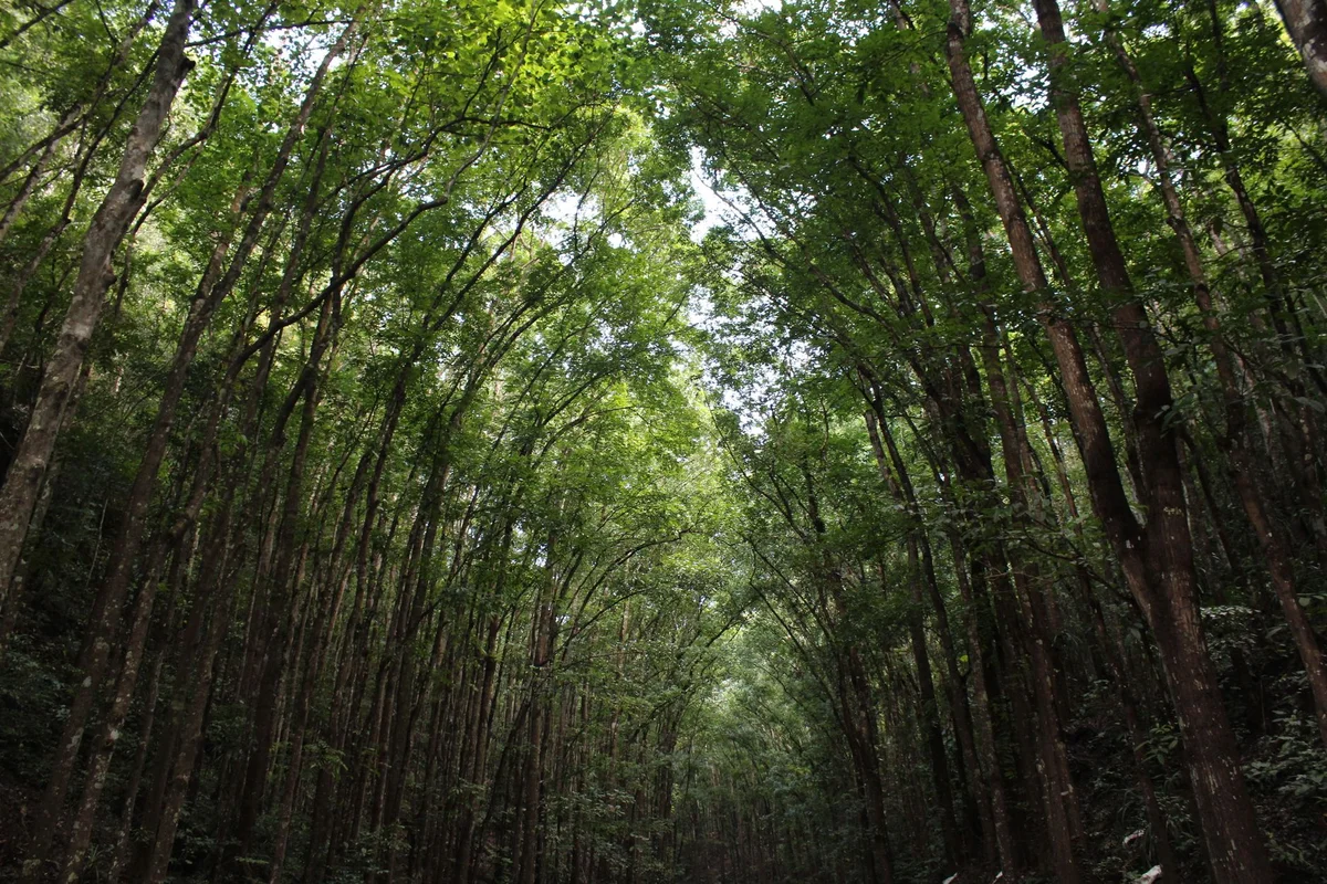 Philippine Tarsier Sanctuary view 1