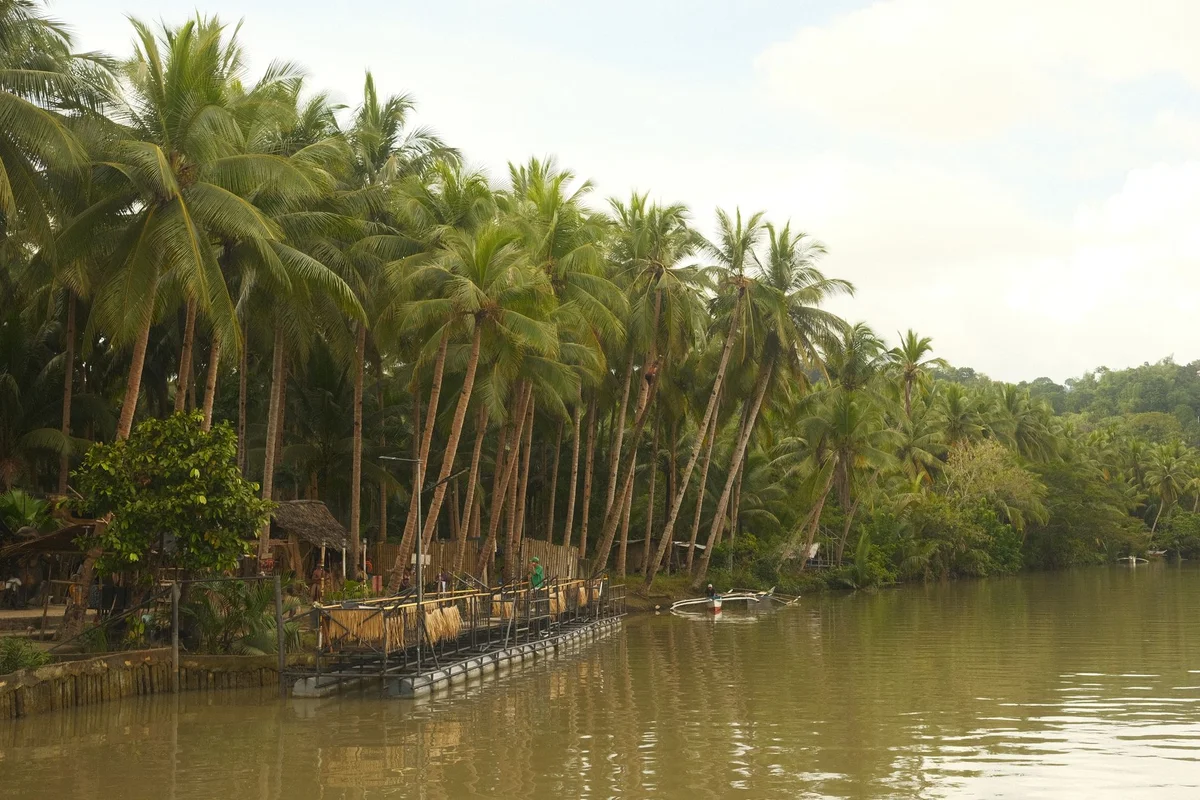 Philippine Tarsier Sanctuary view 2