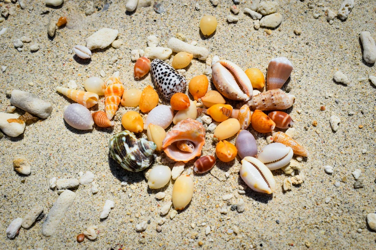 Puka Shell Beach feature