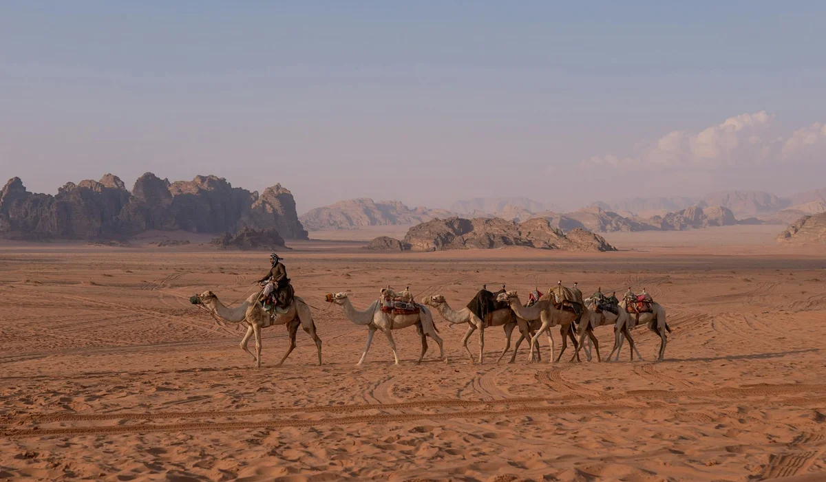 Camel Market Medina feature