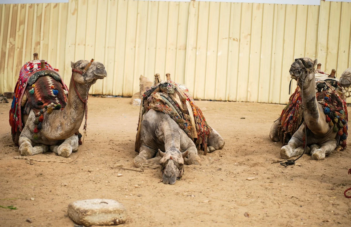 Camel Market Medina view 2