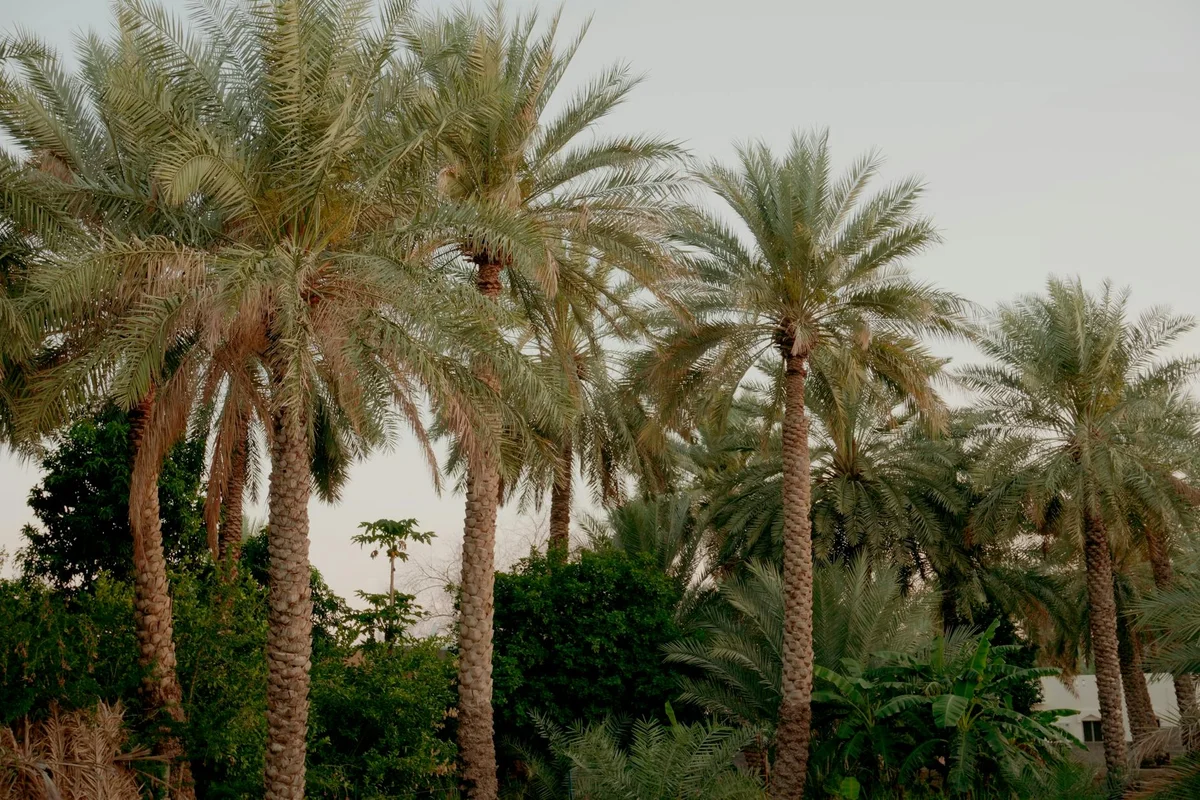 King Abdullah Park view 2