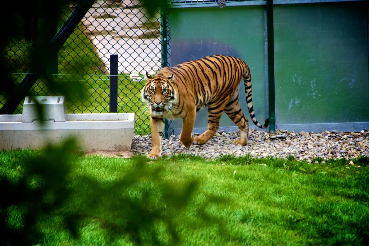 Riyadh Zoo view 2