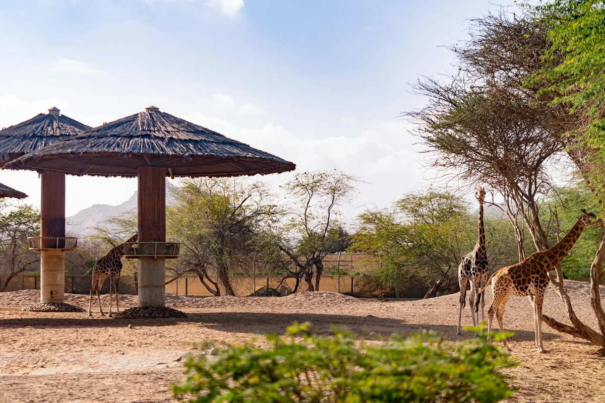 Riyadh Zoo view 1