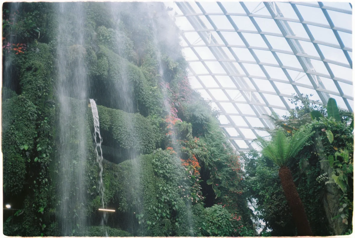 Cloud Forest feature