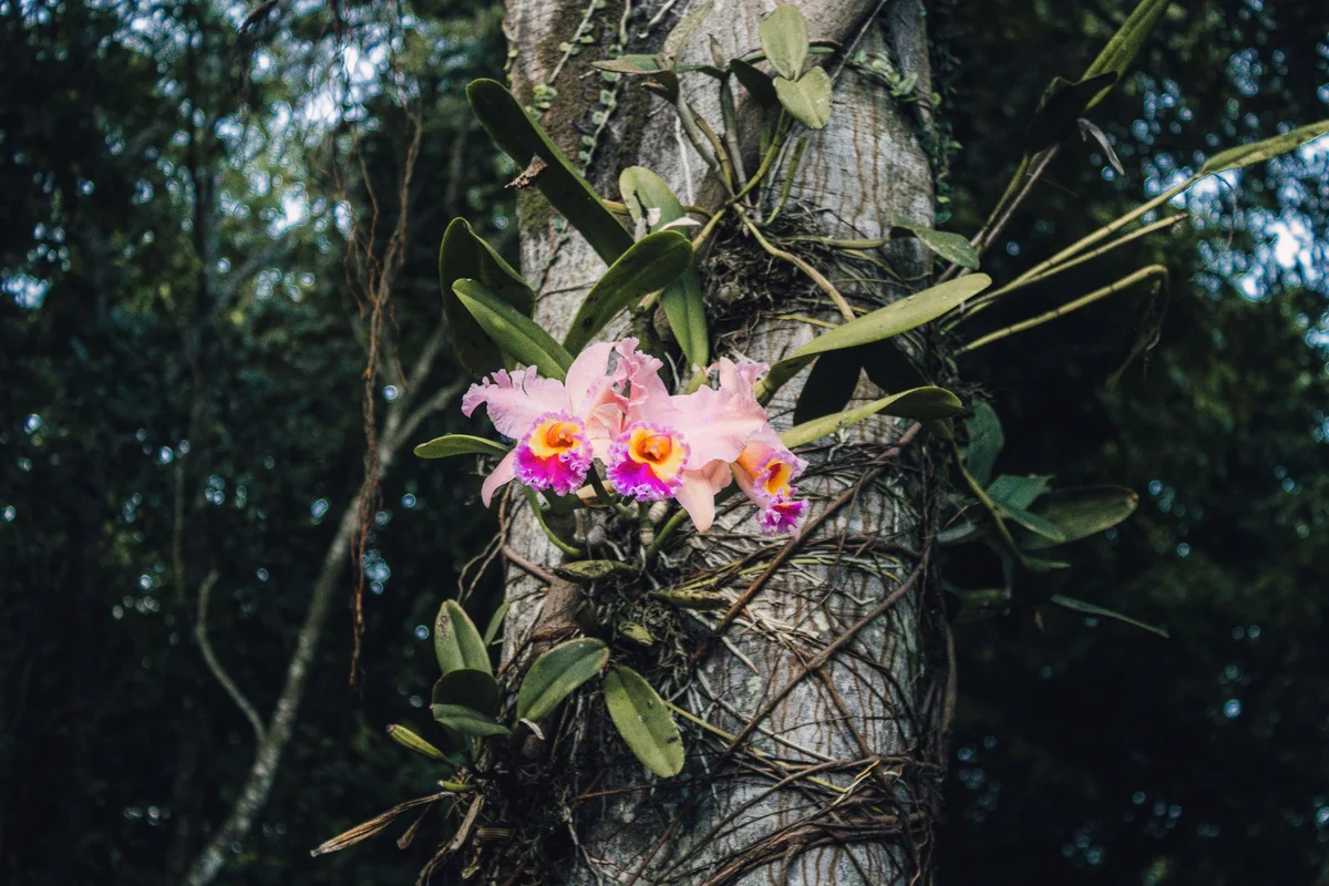 National Orchid Garden view 1