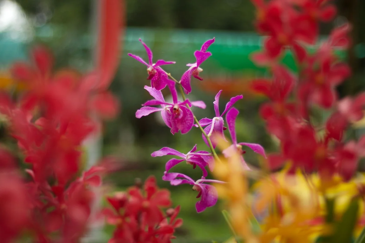 National Orchid Garden feature