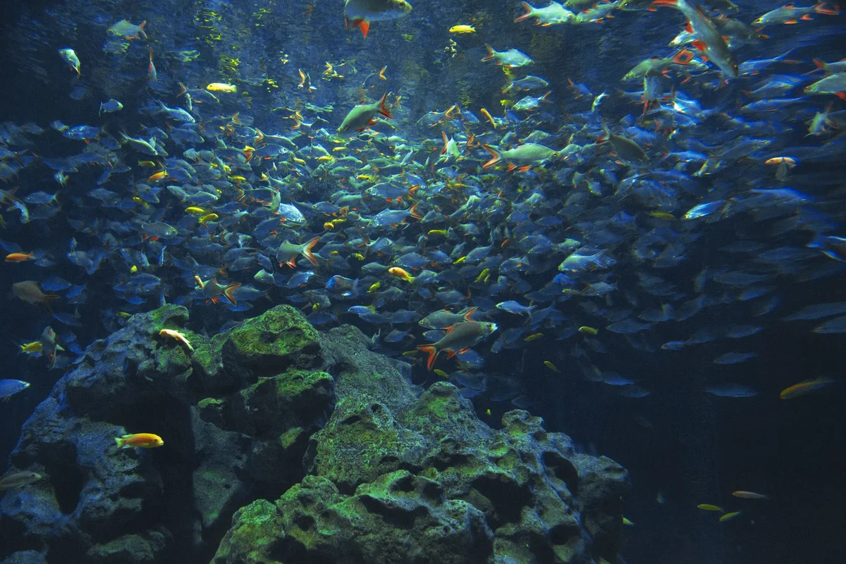 S.E.A. Aquarium feature
