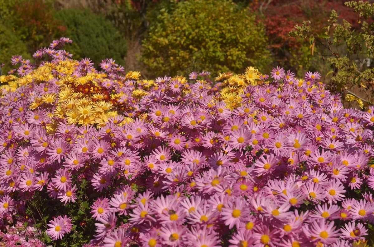 Daegu Arboretum view 2