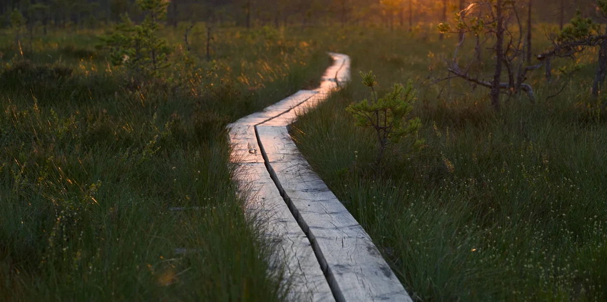 Dowon Wetland Ecology Park feature