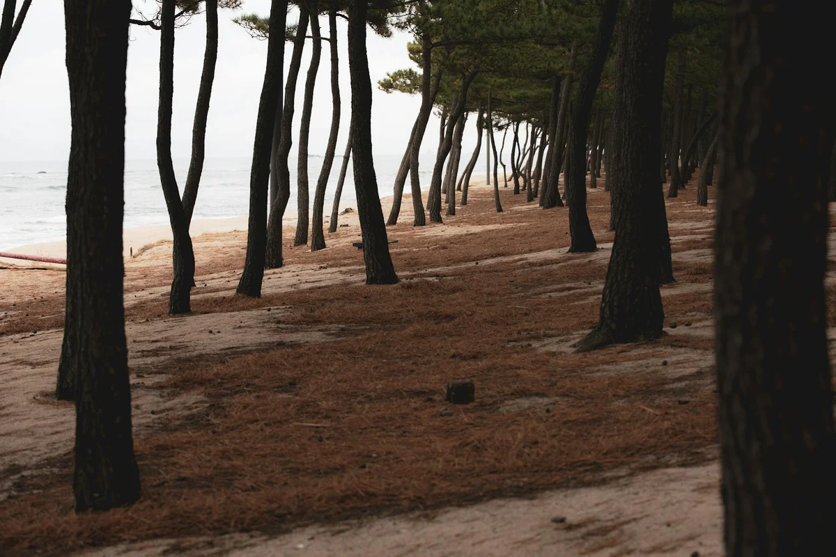 Baram Forest Campground view 1