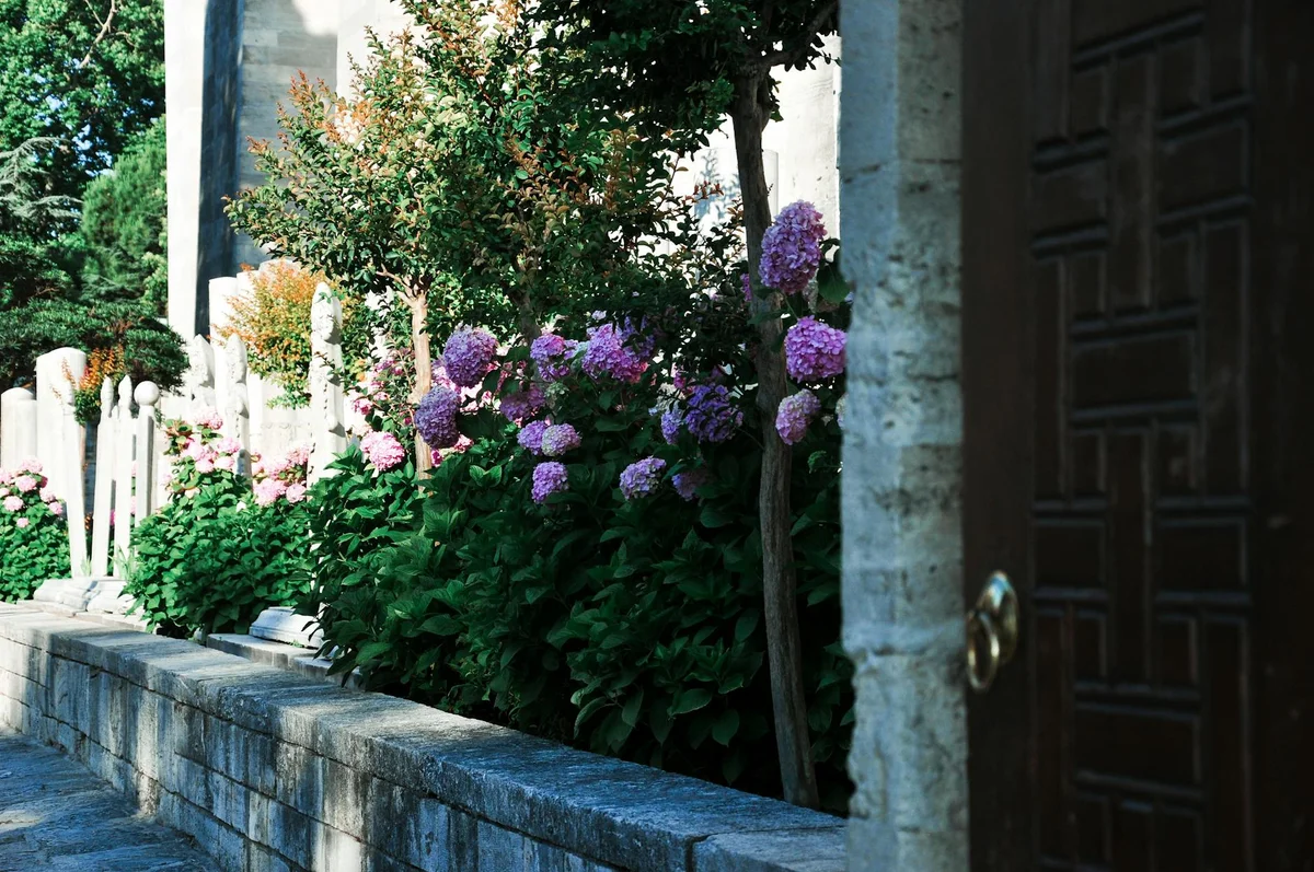 Camellia Hill feature