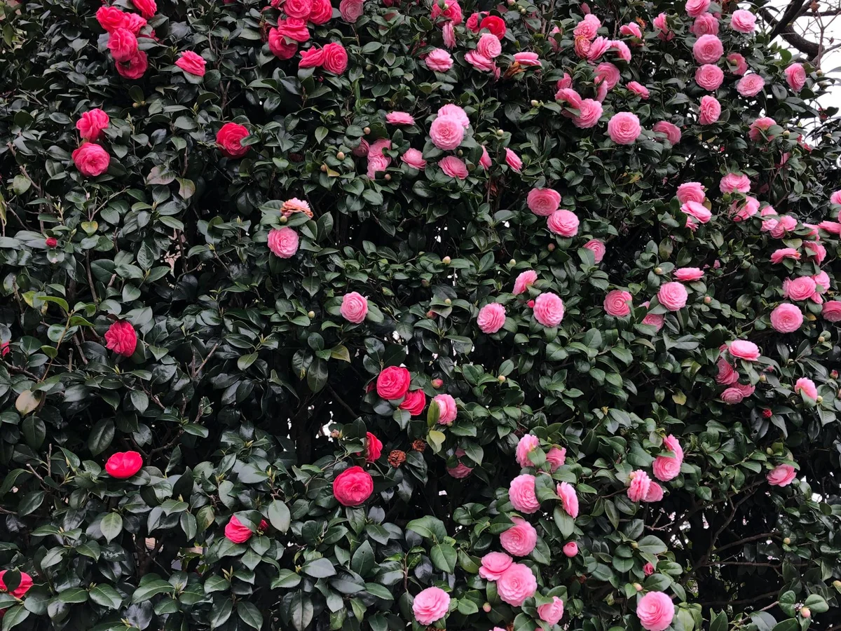 Camellia Hill view 1