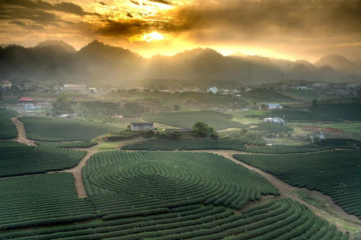 OSULLOC Tea Museum feature