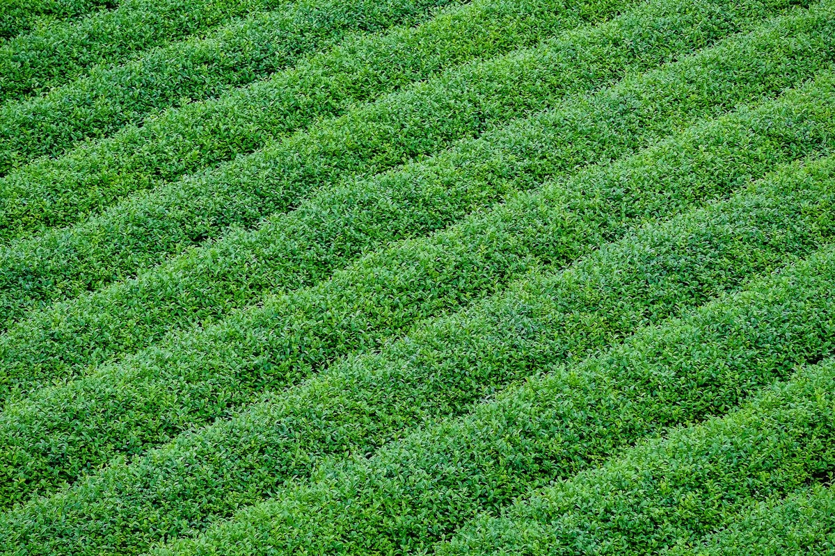 OSULLOC Tea Museum view 2