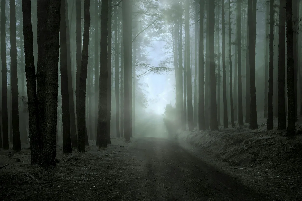 Saryeoni Forest Path view 1