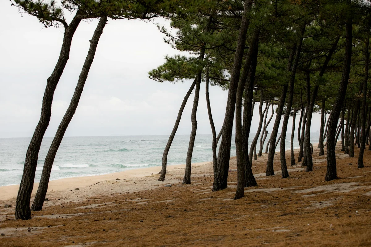 Woljeongri Beach view 1