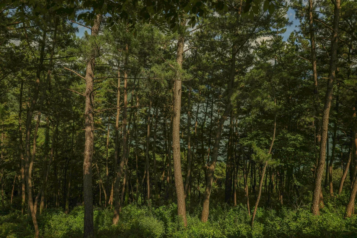 [object Object] view 1