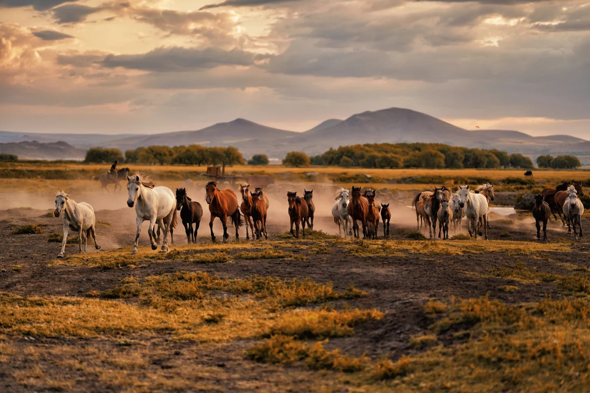 Jeju Horse Park feature