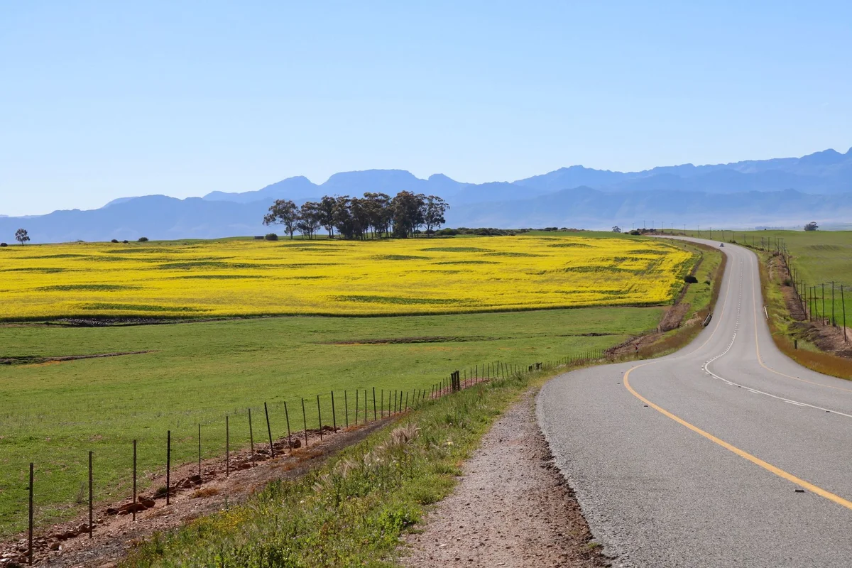 Noksan-ro Canola Road feature