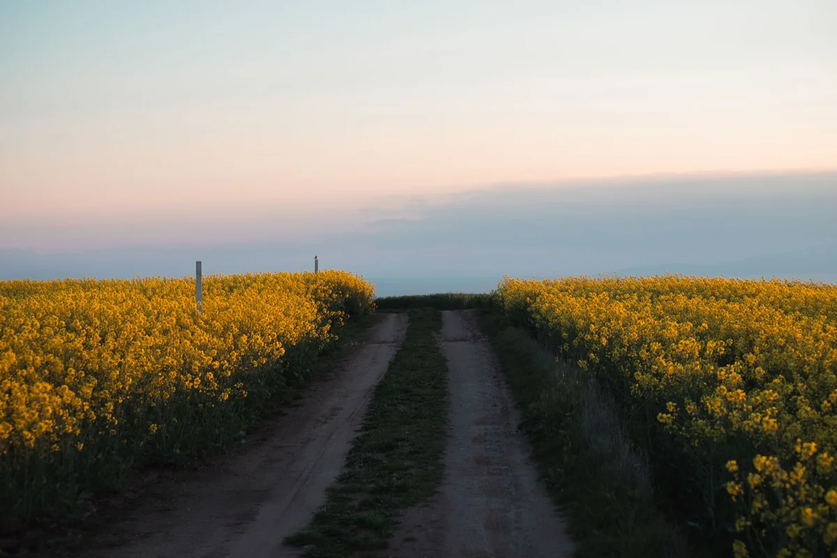 Noksan-ro Canola Road view 2