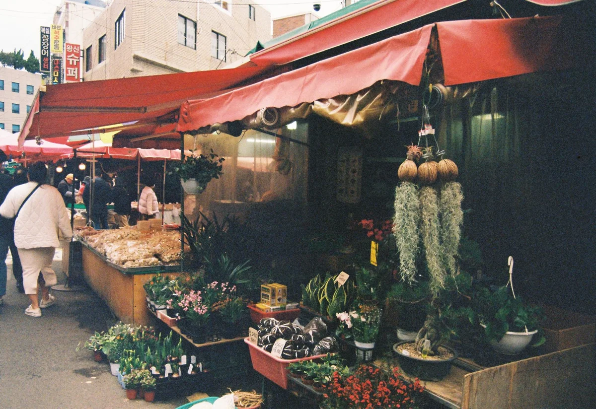 Seogwipo Maeil Olle Market view 1