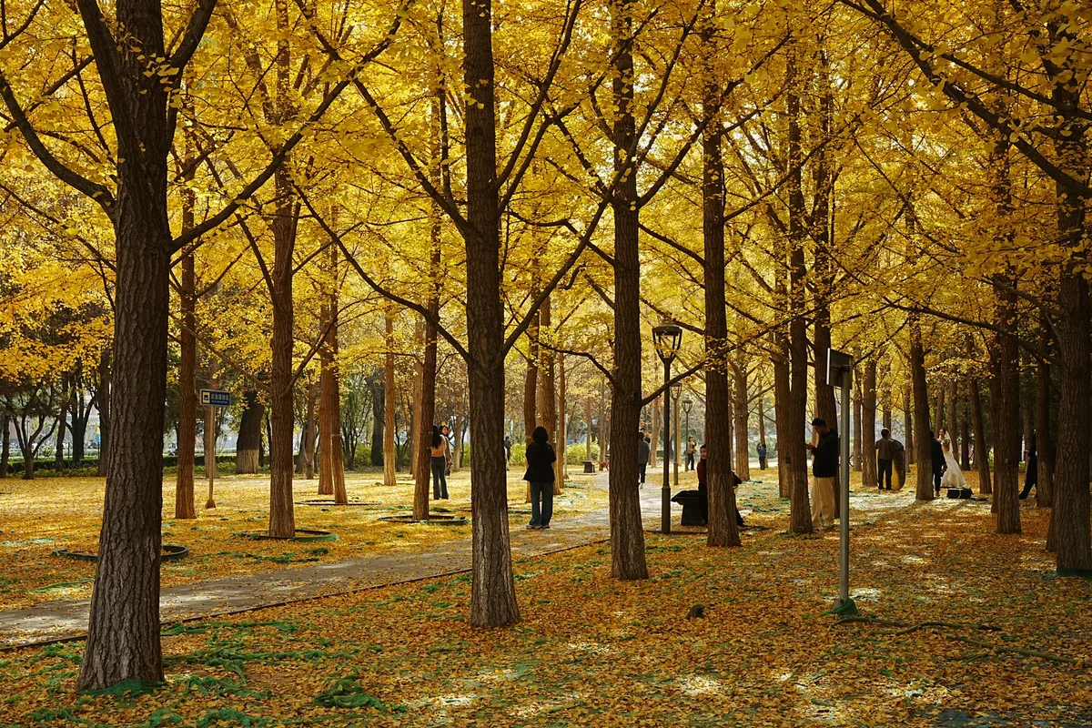 Seoul Forest feature