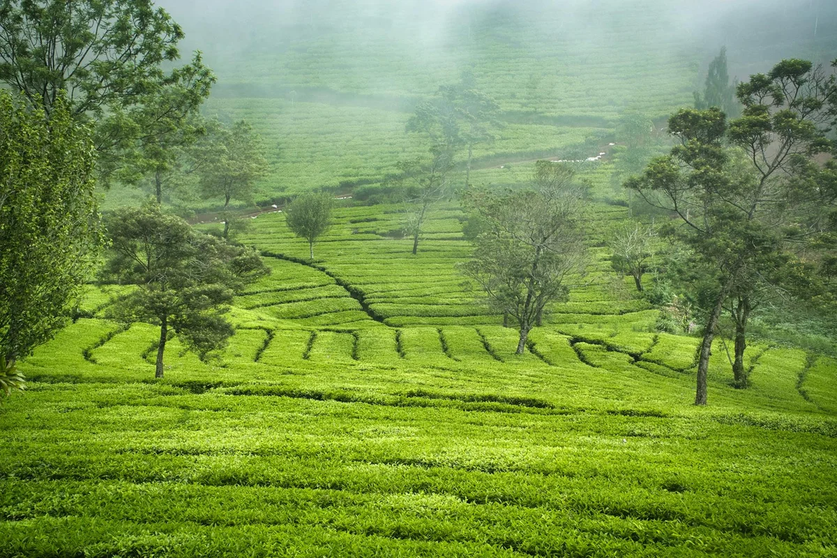 Nuwara Eliya Tea Plantations view 2