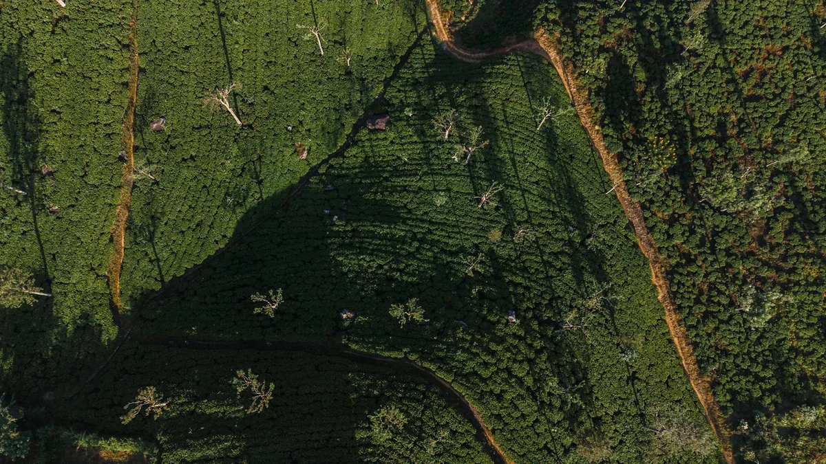 Nuwara Eliya Tea Plantations feature