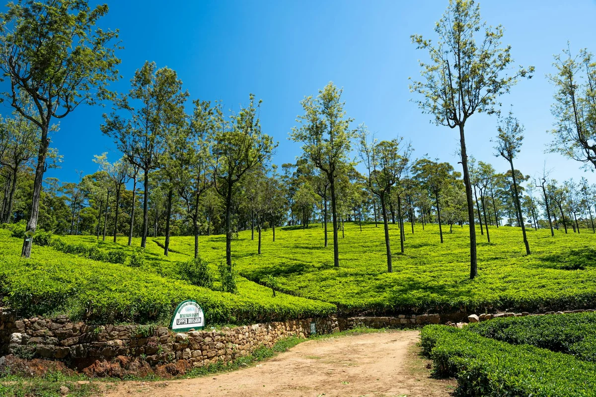Nuwara Eliya Tea Plantations view 1