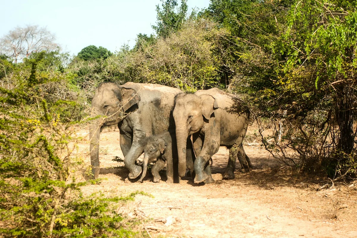 Yala National Park view 1
