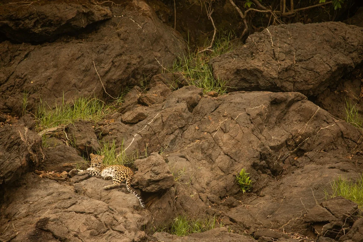 Yala National Park feature