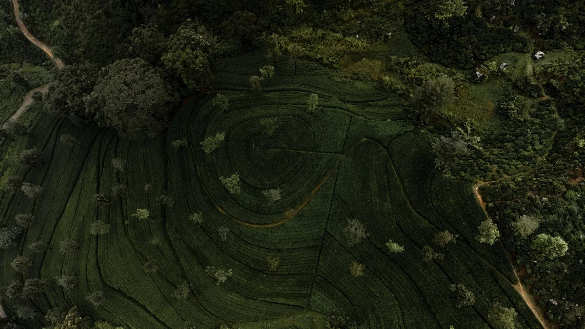 Uva Halpewatte Tea Factory feature