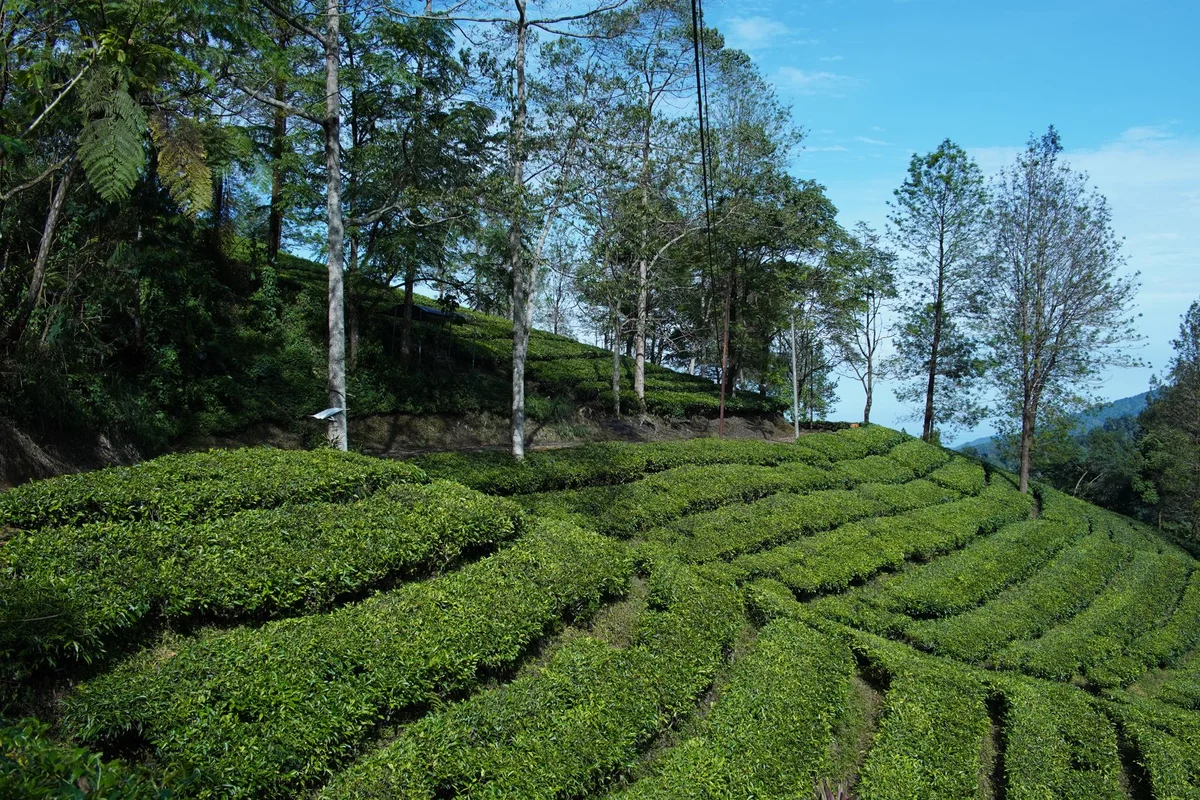 Handunugoda Tea Estate feature