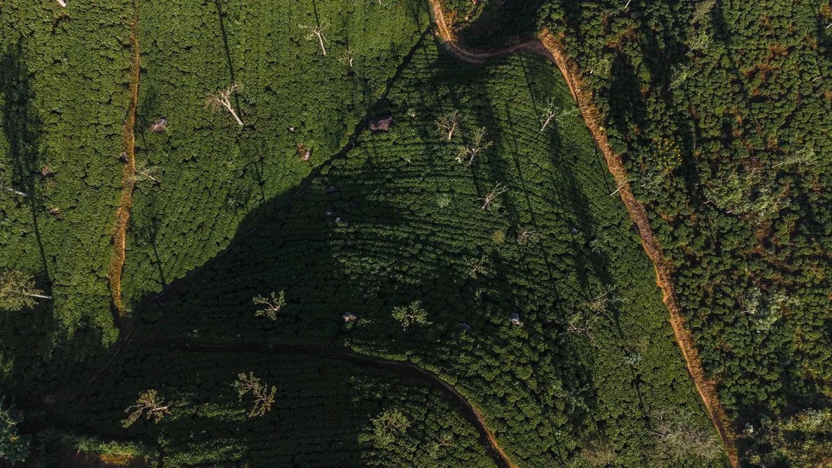 Handunugoda Tea Estate view 2
