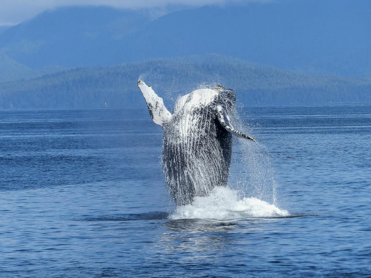 Whale Watching in Hualien view 1