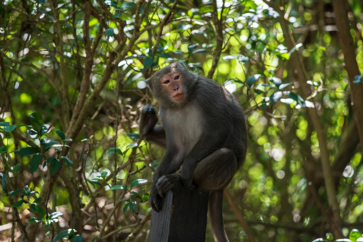 Shoushan (Monkey Mountain) feature