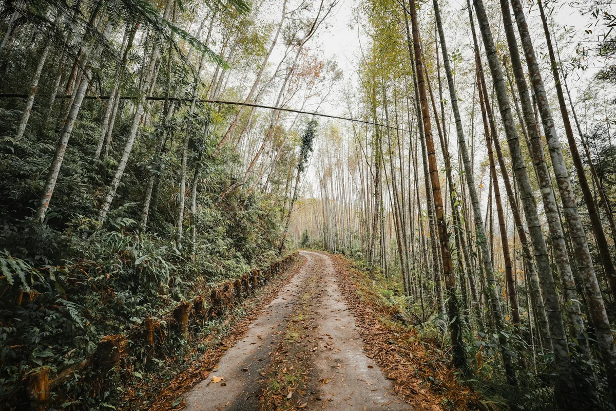 Xitou Nature Education Area view 2