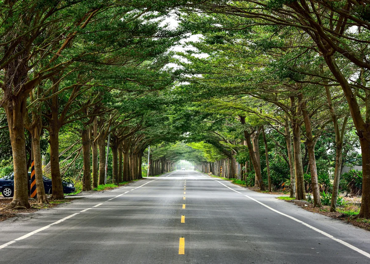 Sicao Green Tunnel feature