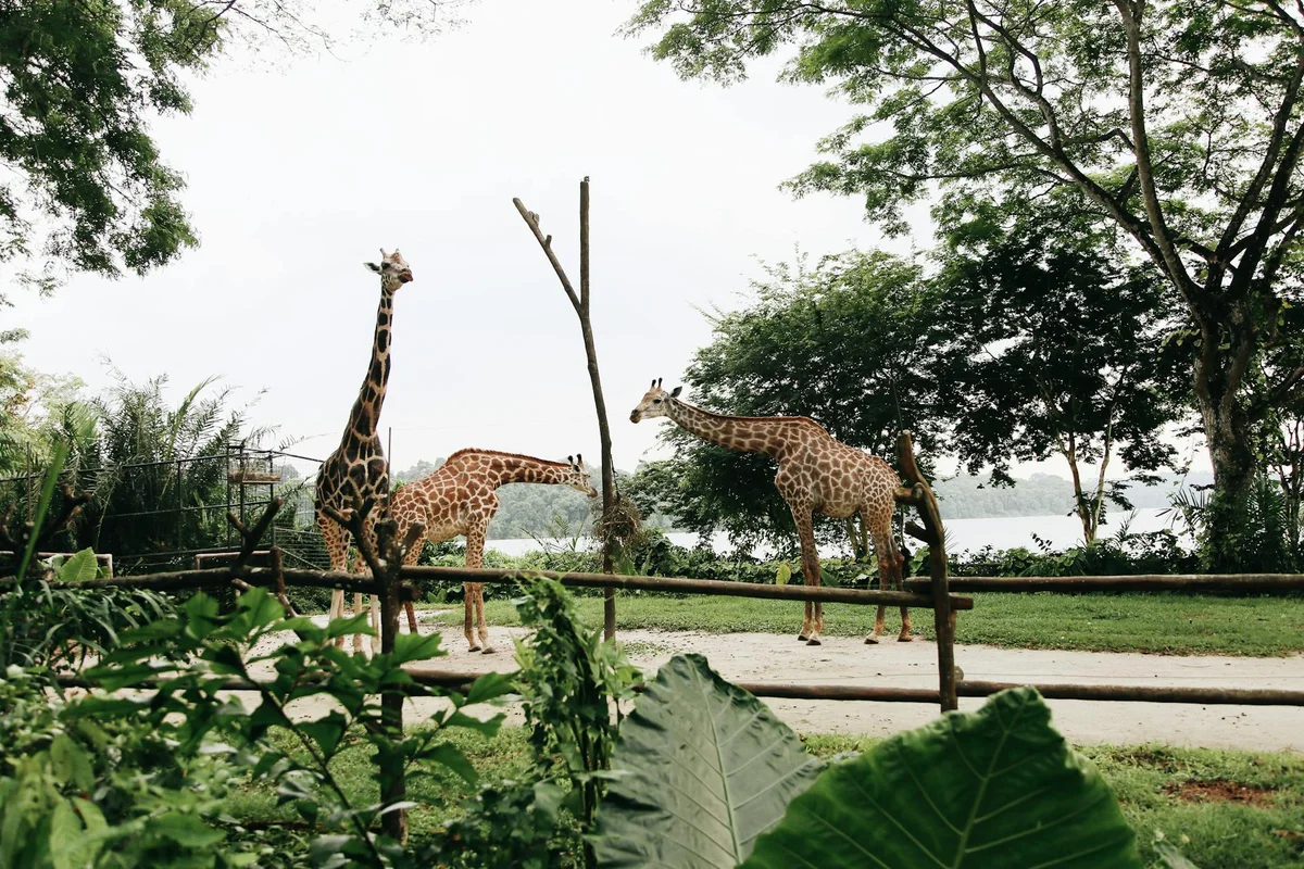 Taipei Zoo feature
