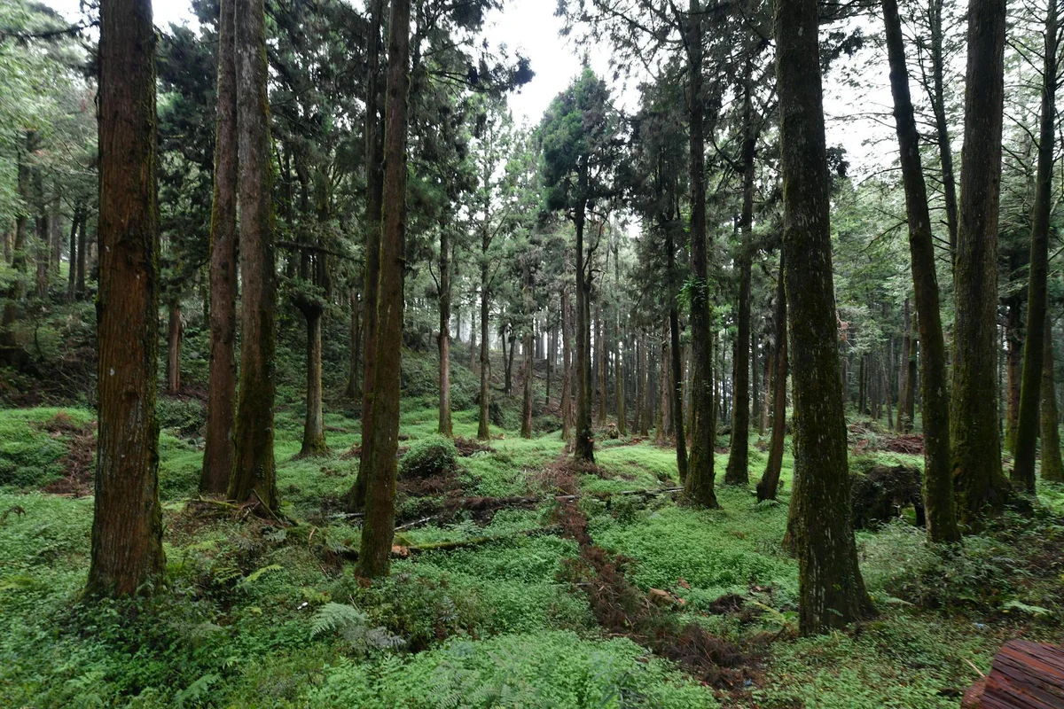 Alishan Mountain view 1