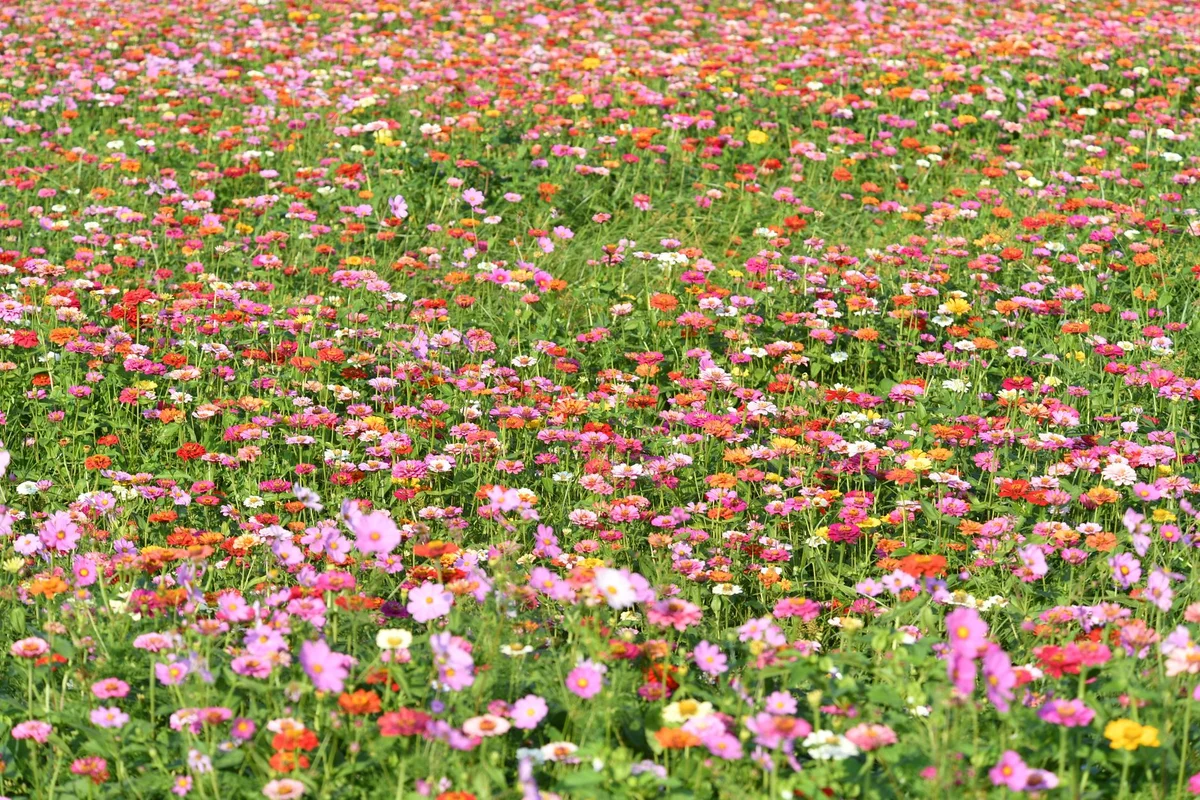 Zhongshe Sightseeing Flower Market view 2