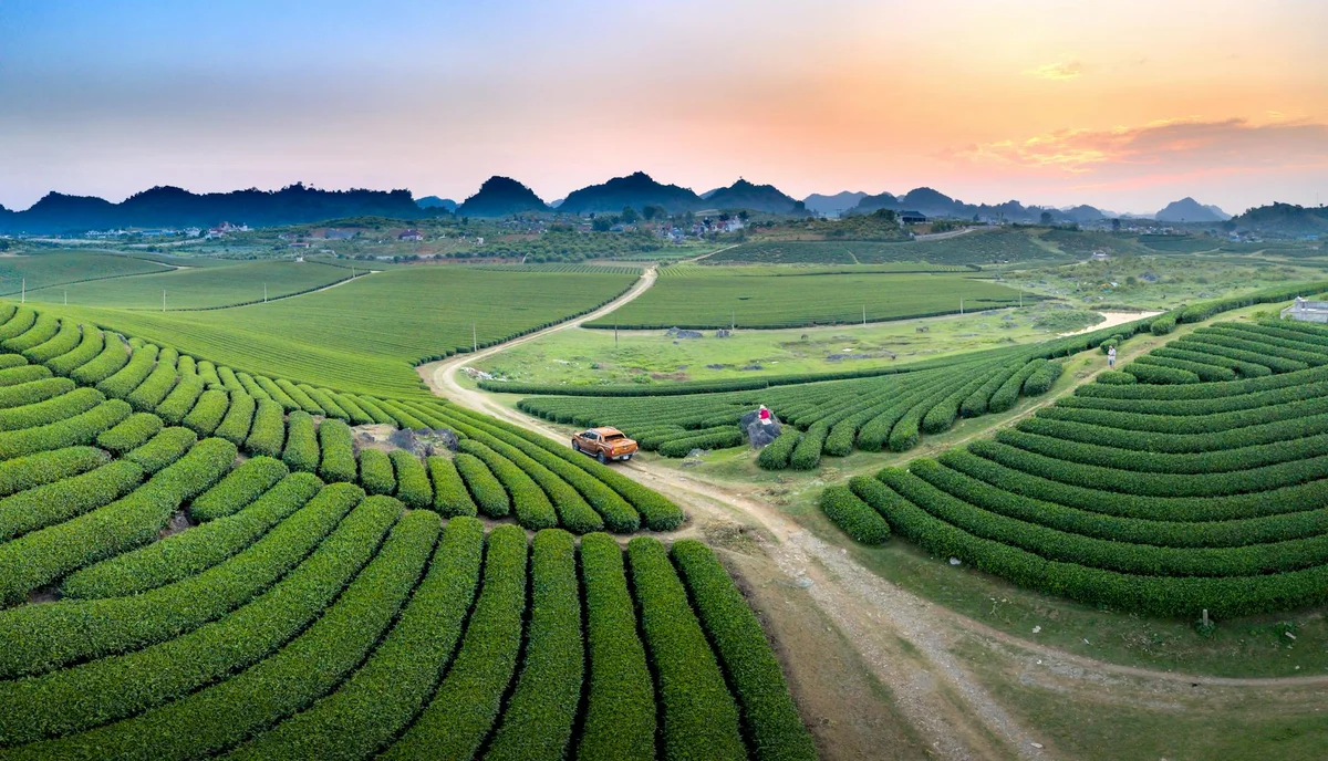 Choui Fong Tea Plantation feature