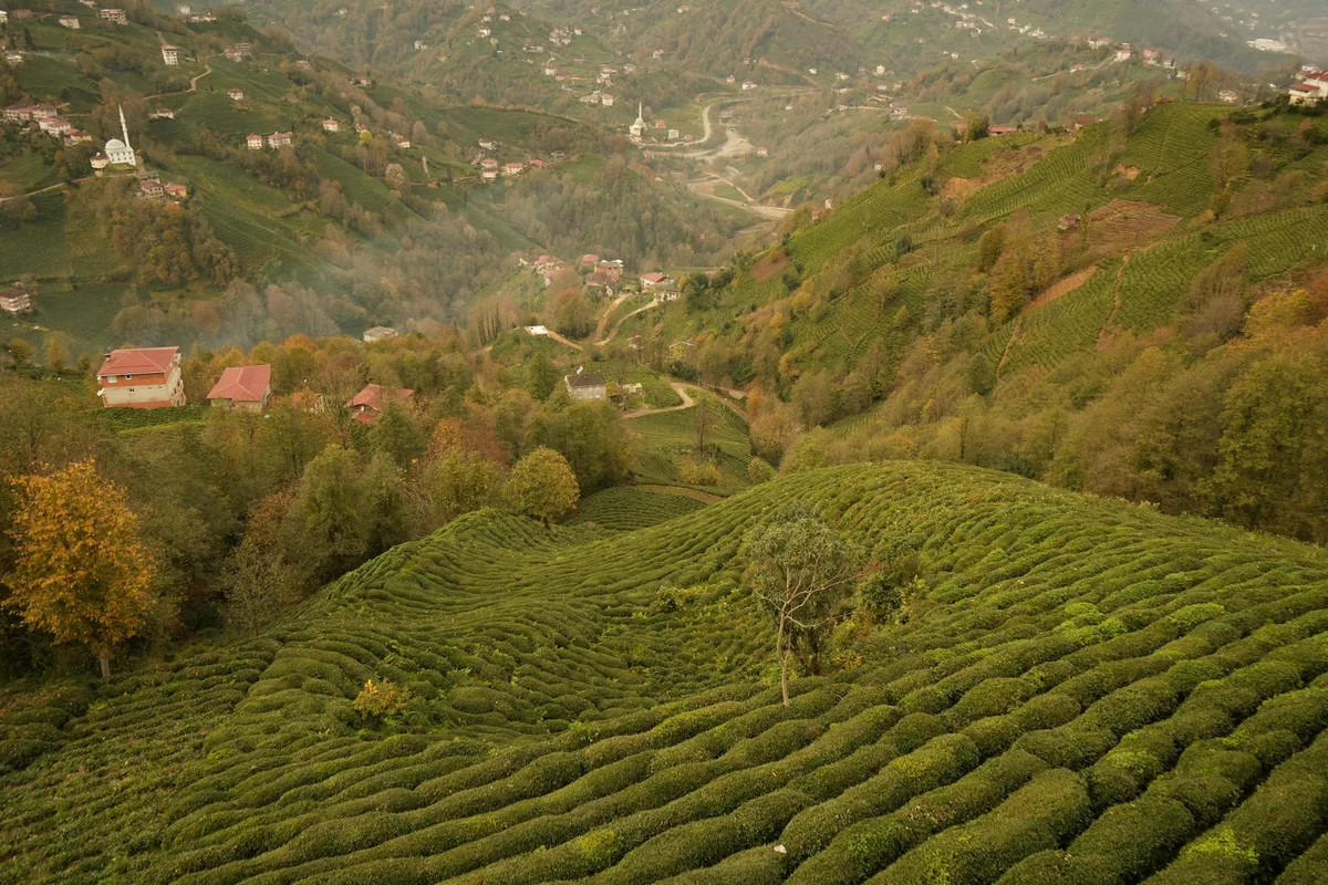 Choui Fong Tea Plantation view 1