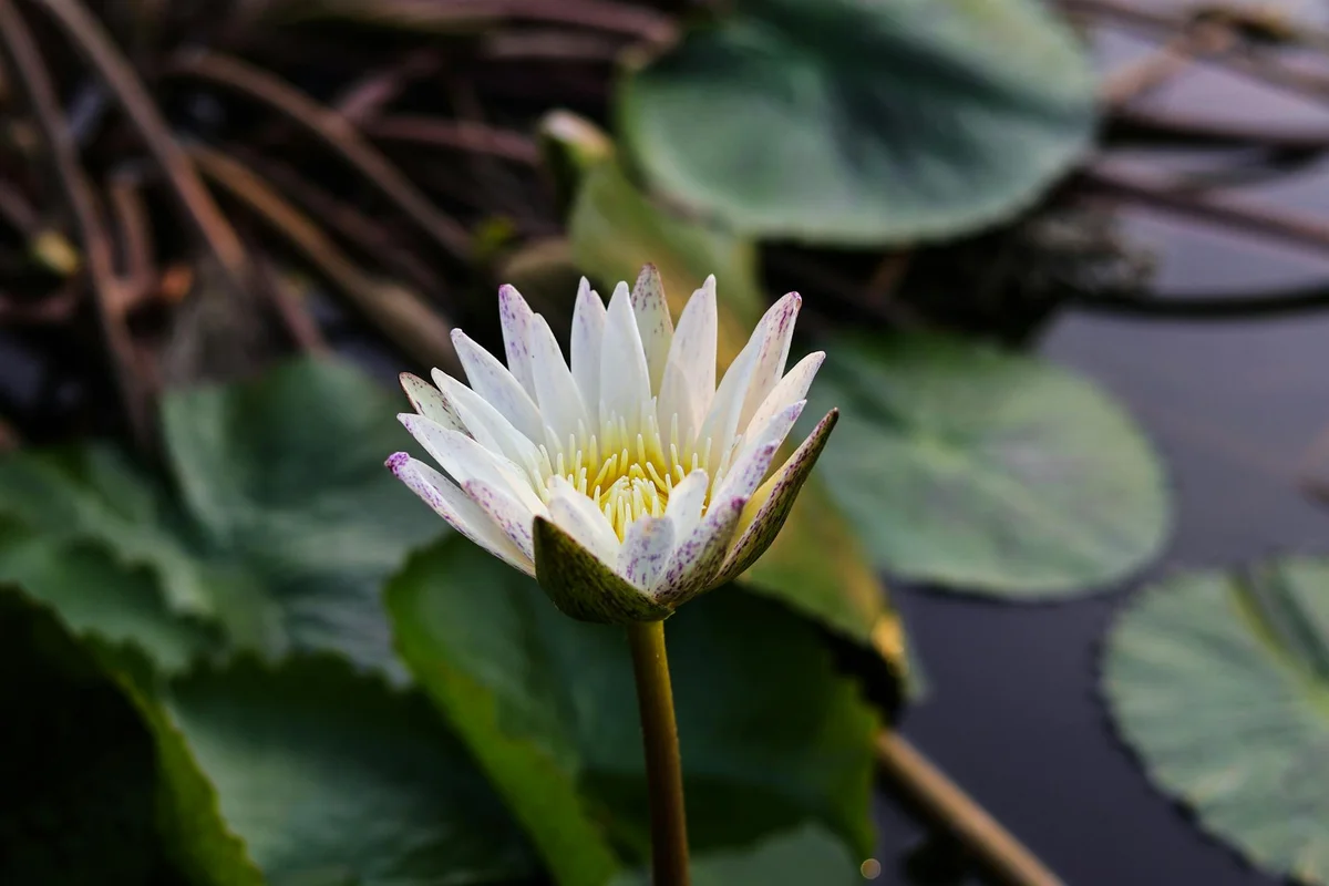 Benjakitti Park view 2