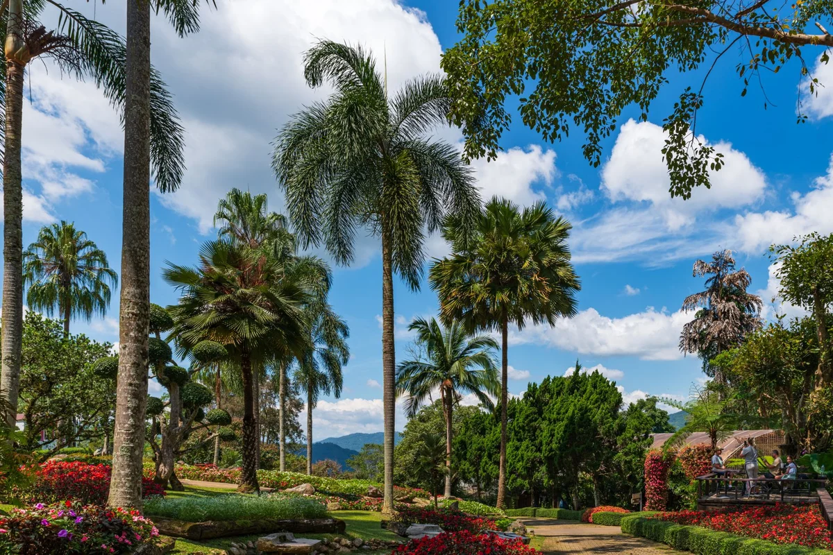 Doi Tung Royal Villa view 2