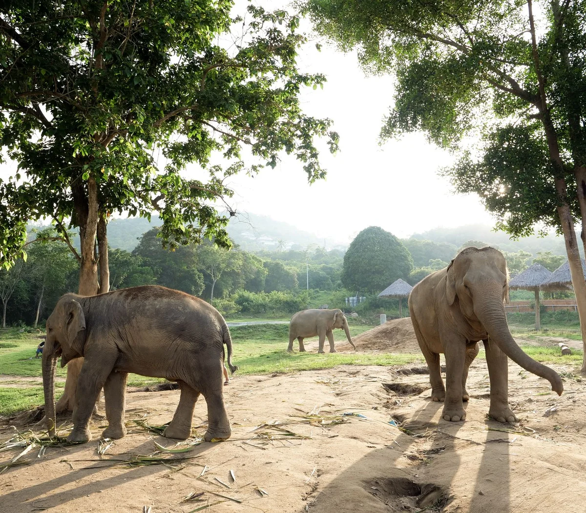 Elephant Kraal Pavilion feature