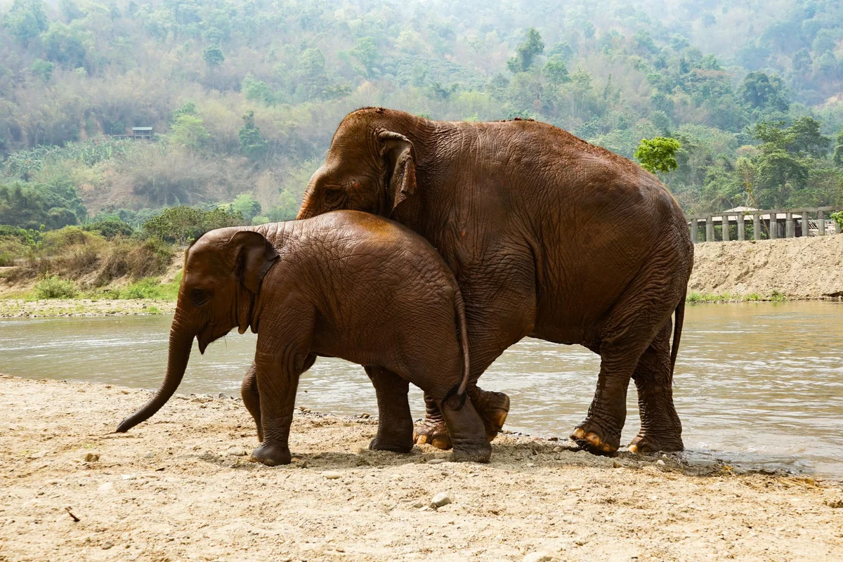 Elephant Kraal Pavilion view 1